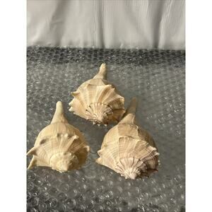 Seashells Beach Nautical Aquarium Shelves Decor Coastal Ocean Shells Lot Of 3